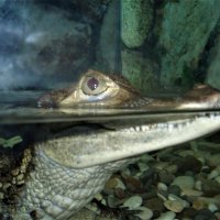 Африканский крокодил Гена - трогать и гладить не разрешается. :: Gala Sarver