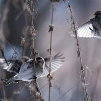 Чечетки. :: Владимир Безбородов