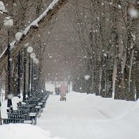 Аллея во время снегопада :: Александр Чеботарь