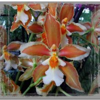 Заморская красавица орхидея :: Ольга Довженко