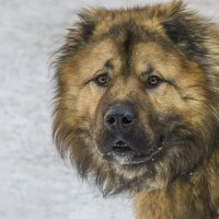 Портрет любимой собаки :: Елена Швыдун