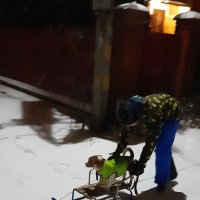 Настоящая ездовая собака ездит на своём хозяине) :: Тамара Бедай 