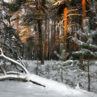 Прогулка в лесу. :: Владимир Шошин
