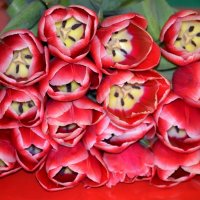 Тюльпаны :: Таня Фиалка