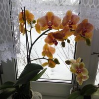 Мои орхидеи :: Ольга 