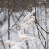 В белой шубке снеговой. :: Вадим Басов