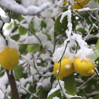 Лимоны в  снегу. :: Оля Богданович