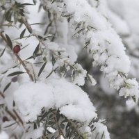 Оливки в снегу. :: Оля Богданович