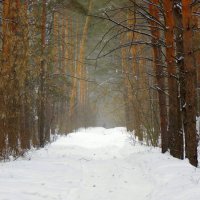 В туманно снежном лесу. Февраль . :: Мила Бовкун