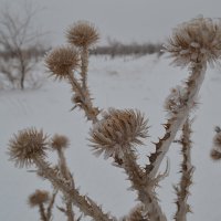 Колючий лёд...степей... :: Георгиевич 