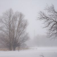 Февральский снегопад :: Наталья Димова