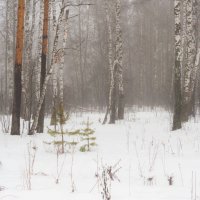 В февральском лесу :: Валерий Иванович