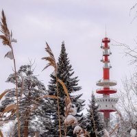 Вышка в Сестрорецке :: Роман Алексеев