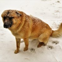Снежный пес. :: Ольга Митрофанова