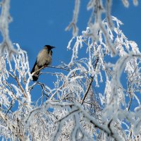 Ворона на верхушке дерева-к морозу :: Марина 