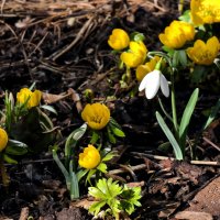 приближается весна :: Heinz Thorns