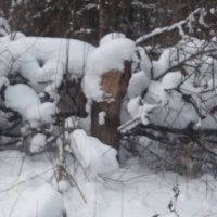 Пенек в зимнем лесу. :: Татьяна Гусева