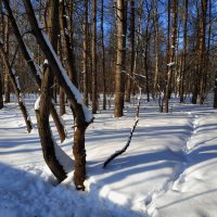 Зарисовки "юного" натуралиста (всего-то "65+") :: Андрей Лукьянов