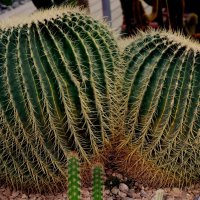 кактусы-растения пустынь :: ольга хакимова