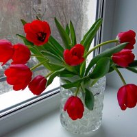 С праздником, друзья, с 23 февраля ! Цветы для вас ! :: Galina Solovova
