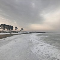 Хмурый день на берегу Калининградского залива. :: Валерия Комова