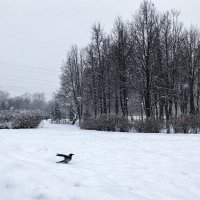 На снегу ... :: Лариса Корженевская