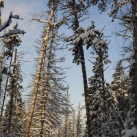 Снежный лес :: Albina Lukyanchenko