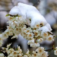 Снег выпал на цветущие деревья... :: Светлана 