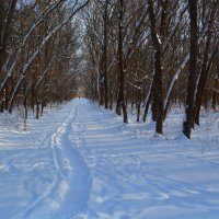 Новочеркасск. Зимняя тропинка рощи "Красная весна". :: Пётр Чернега