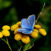 скоро лето, бабочки...15 :: Александр Прокудин