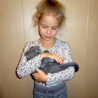 Кошечки и котики с праздником! :: Елизавета Успенская