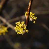 Весна ! :: Вен Гъновски