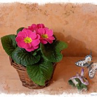 Примула и бабочка :: Nina Yudicheva