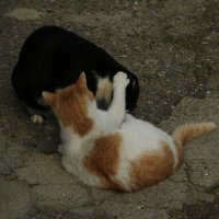 два кота :: Игорь Kуленко