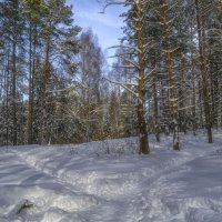 Лесные тропы :: Сергей Цветков