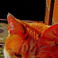 Мой  рыжий  талисман - кот Даут!)).. :: Евгений 