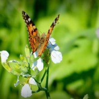 cкоро лето, бабочки...27 :: Александр Прокудин
