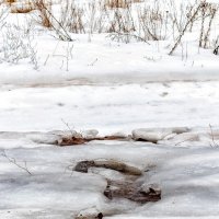 Пробиваются ручьи сквозь лесные стужи.. :: Юрий Стародубцев