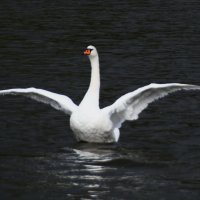 Расправил крылья лебедь белый. :: Galina Leskova