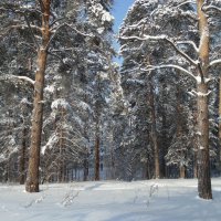 Во сосновом во бору . :: Мила Бовкун