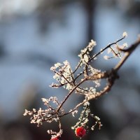 Калина в бахроме :: Влад Владов