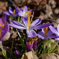 Восьмого марта, в день прекрасный, Пусть все цветы для Вас цветут, .... :: Galina Dzubina