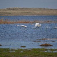 Лебеди... на степном озерке :: Андрей Хлопонин