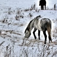 Тебенёвка :: Владимир 