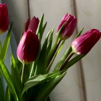 Робкие несмелые февральские тюльпаны :: Надежд@ Шавенкова