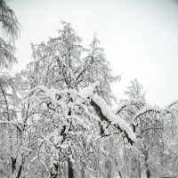 На зимней дороге :: Анатолий Цыганок