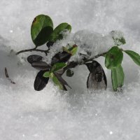 Бруснига под снегом :: Валерия Яскович