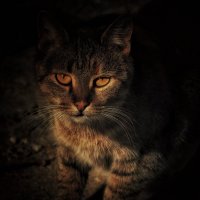 Портрет кошки :: Богдан Погадаев