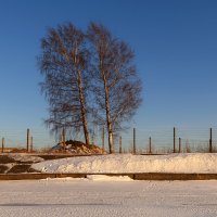 Березы. :: Виталий Буркалов