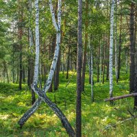Лето в лесу. :: Алексей Трухин